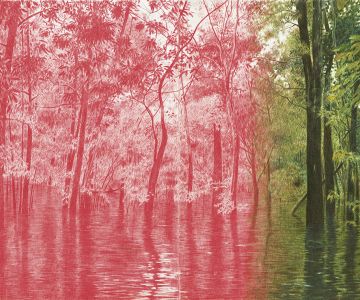 Dessin Joanna Concejo